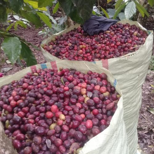 Kopi 36